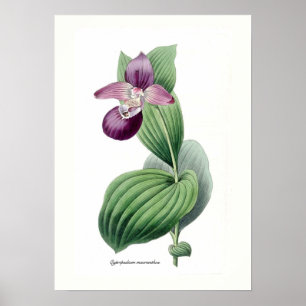 Poster Cypripedium macranthos