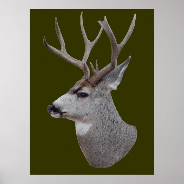 Poster D27 Mule Deer Buck Head (Devant)
