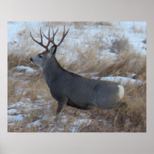 Poster D28 Mule Deer Buck Running