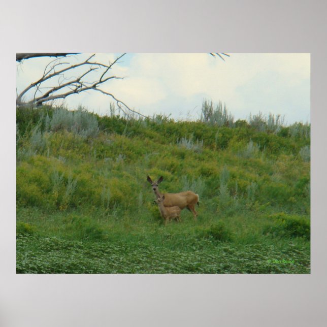 Poster D5 Mule Deer Doe et Fawn (Devant)