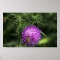 Poster d'abeille sur le chardon de lait