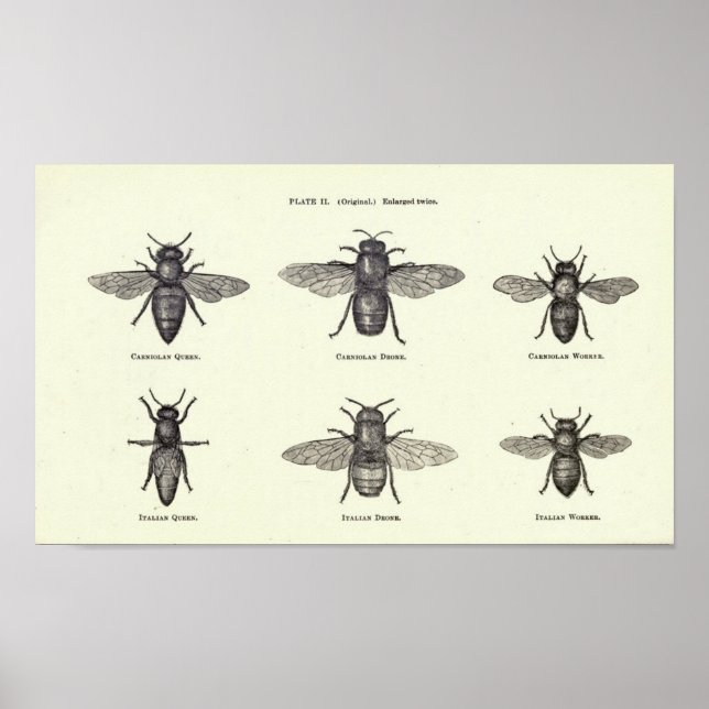 Poster d'abeilles de miel (Devant)