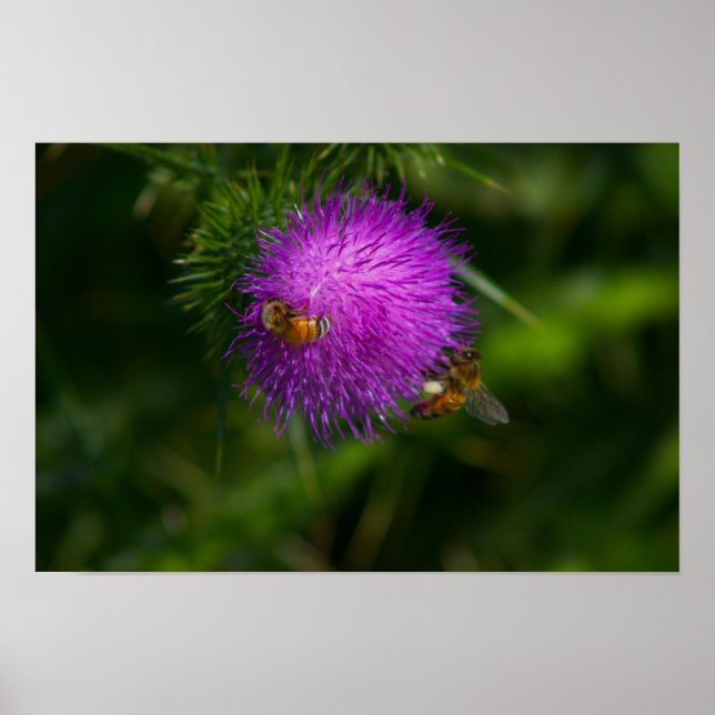 Poster d'abeilles sur le chardon de lait (Devant)