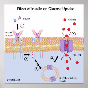 Poster d'absorption d'insuline et de glucose