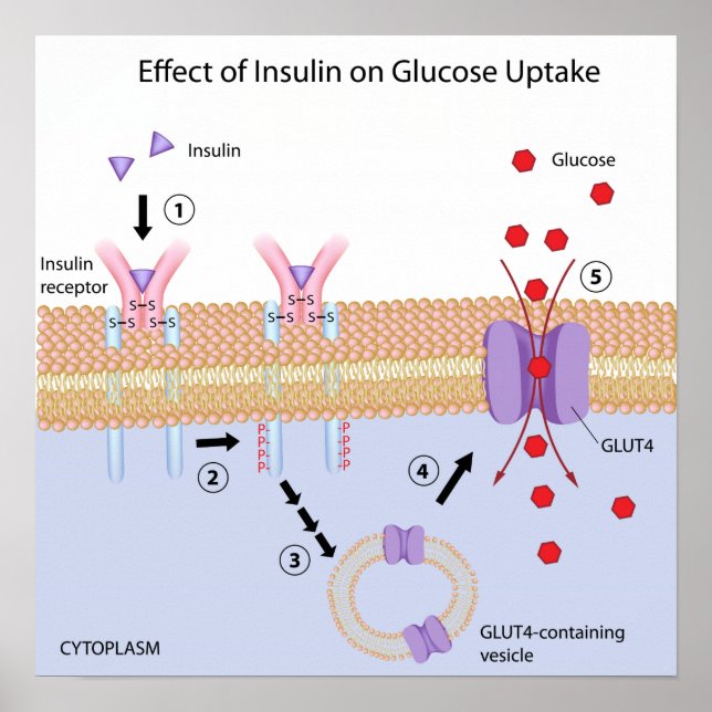 Poster d'absorption d'insuline et de glucose (Devant)