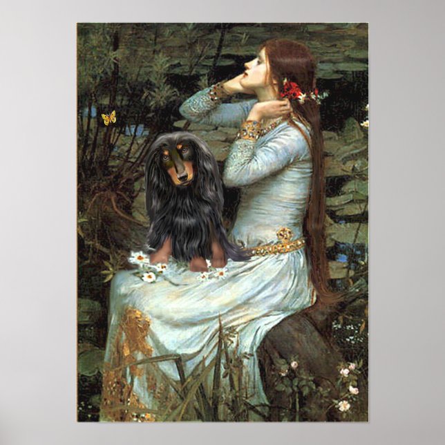 Poster Dachshund (à poil long BT) - Ophélie assise (Devant)