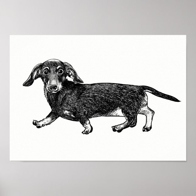 Poster Dachshund / Art Mur (Devant)