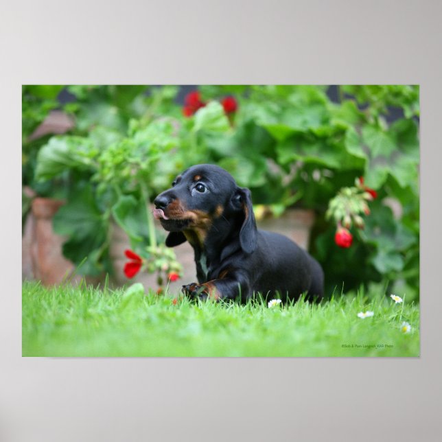 Poster Dachshund miniature à poil lisse 1 (Devant)