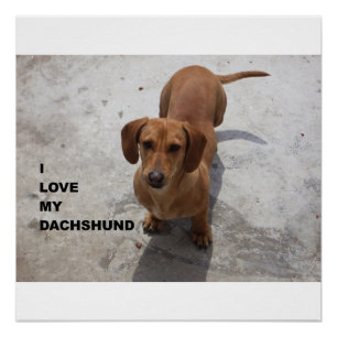 Poster dachshund rouge plein amour avec pic