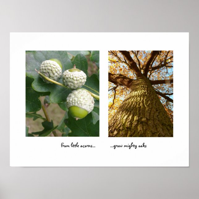 Poster d'Acorns to Oaks (Devant)