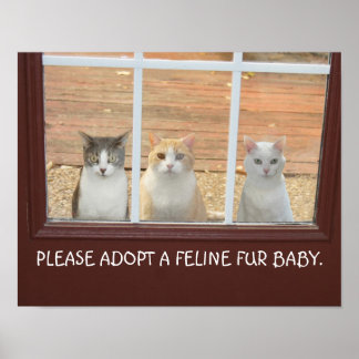 Poster d'adoption de chats personnalisable