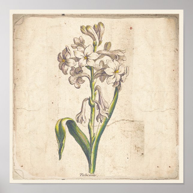 Poster d'affiche Botanique antique Tuberoses (Devant)