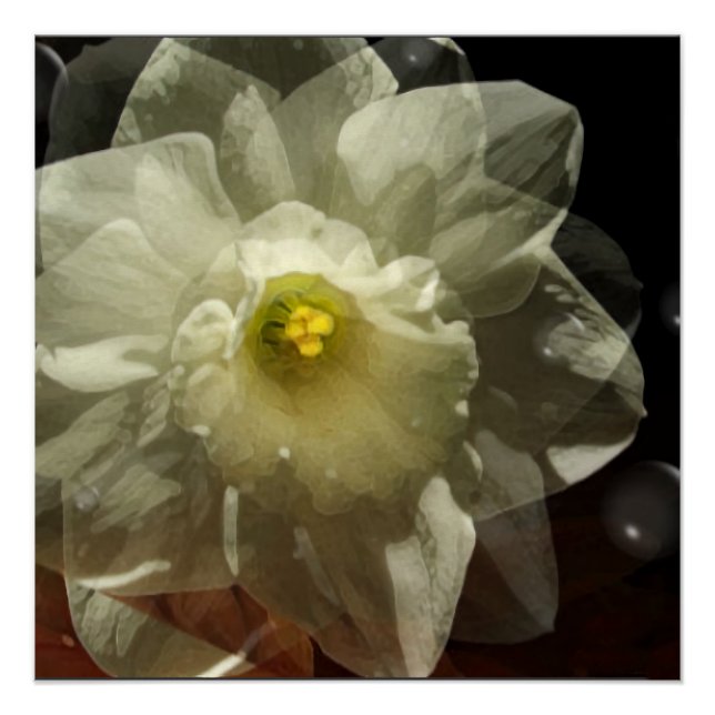 Poster Daffodil Dreams (Devant)