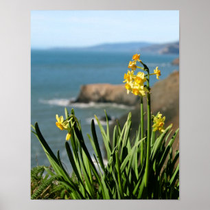 Poster Daffodil Flowers on Pacific Coast, portrait 1 of 2