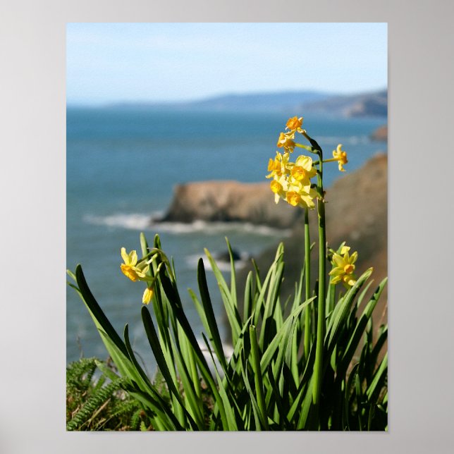 Poster Daffodil Flowers on Pacific Coast, portrait 1 of 2 (Devant)