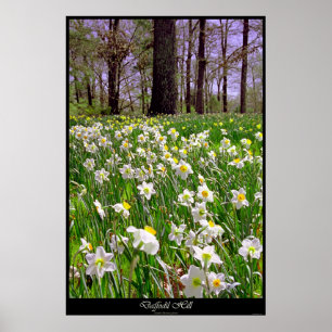 Poster Daffodil Hill