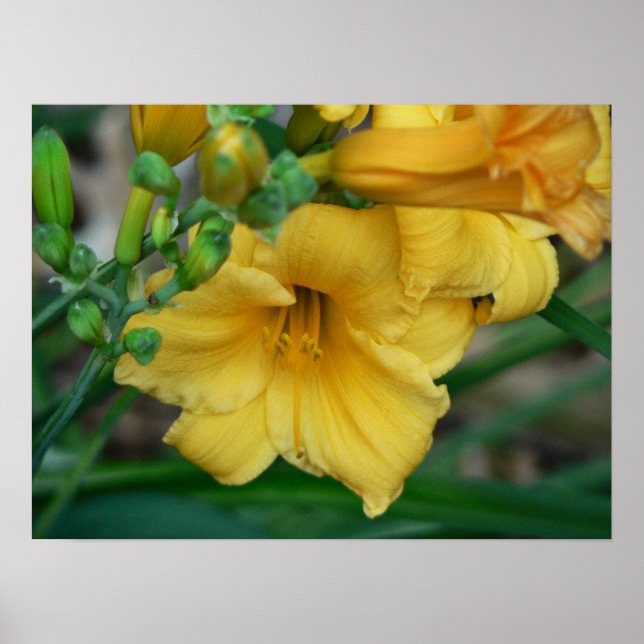 Poster Daffodile (Devant)