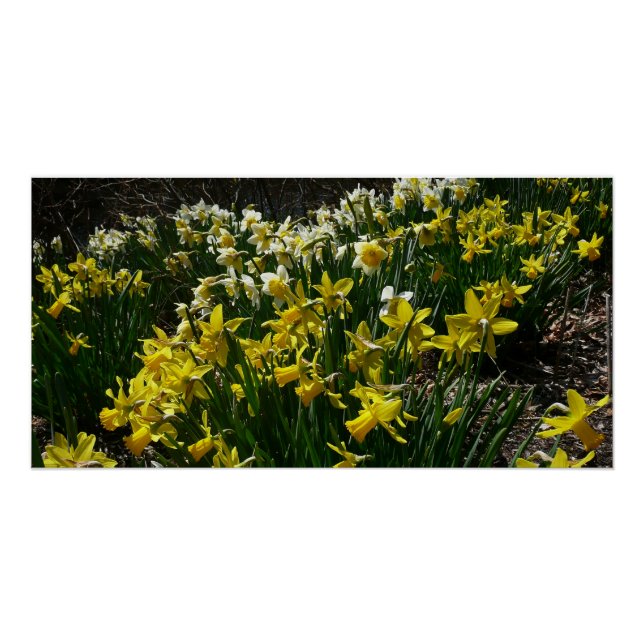 Poster Daffodiles jaunes et blancs Fleurs de printemps (Devant)