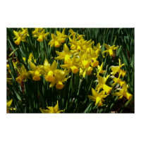 Daffodiles Jaunes I Fleurs De Printemps Cheveux