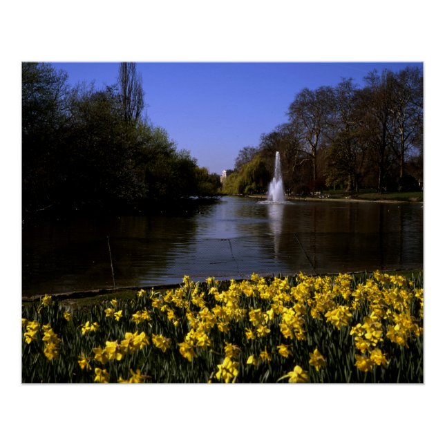 Poster Daffodils St James's Park Londres (Devant)
