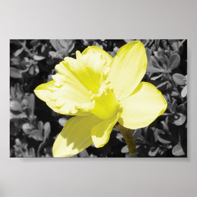 Poster Daffodique en fleur (Devant)