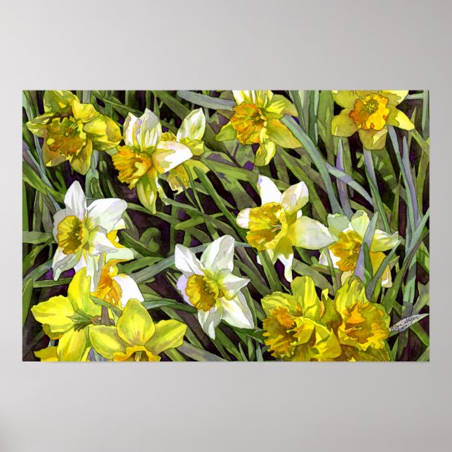 Poster Daffodiques Imprimer (Devant)