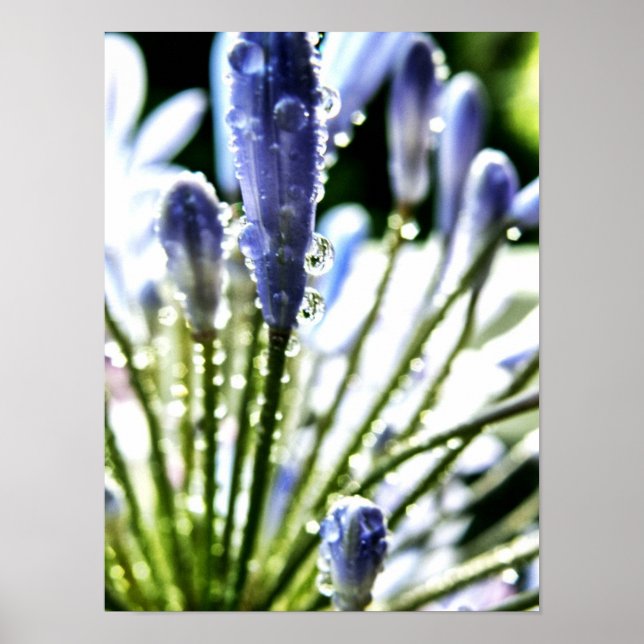 Poster d'Agapanthus (Devant)
