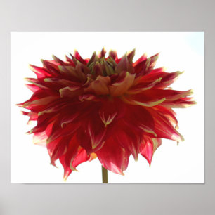 Poster Dahlia