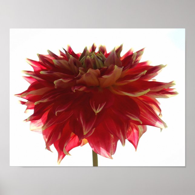 Poster Dahlia (Devant)