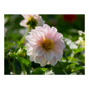 Poster Dahlia blanche dans la photo du jardin