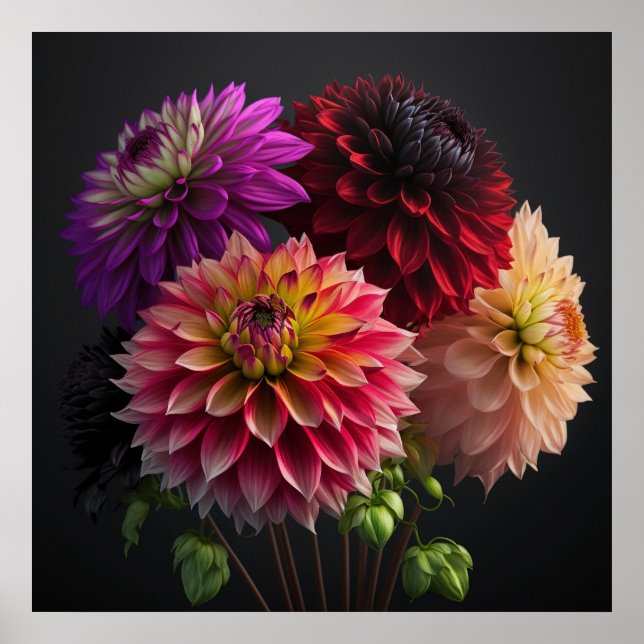 Poster Dahlia Flowers (Devant)
