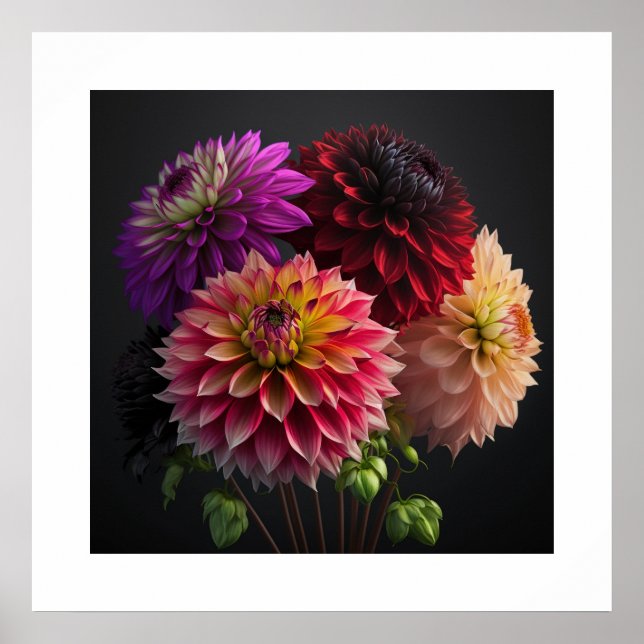 Poster Dahlia Flowers (Devant)