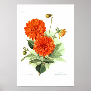 Poster Dahlia 'Orange Fire King'