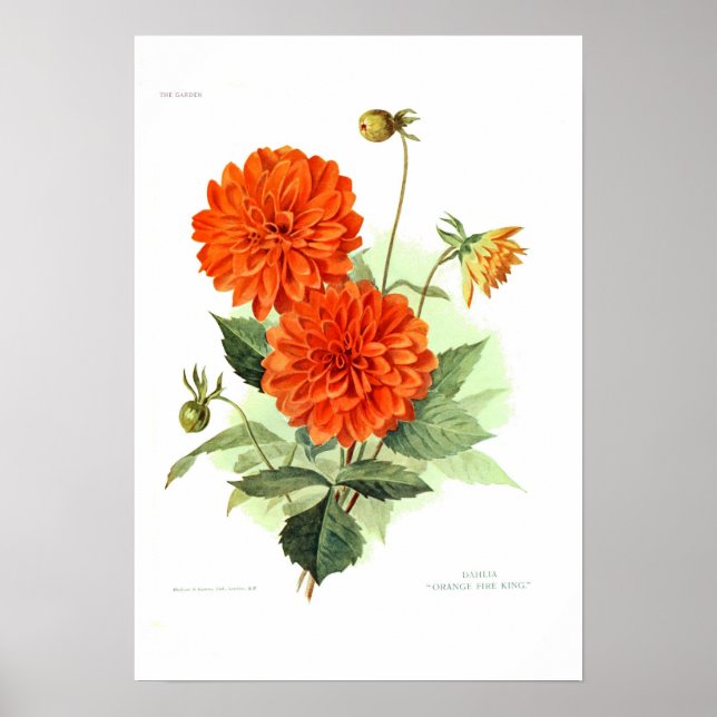 Poster Dahlia 'Orange Fire King' (Devant)