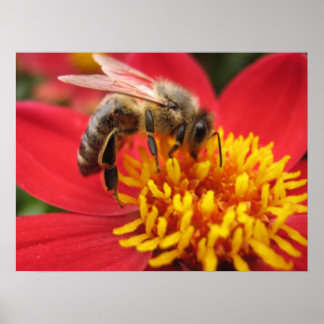 Poster Dahlia (rouge)