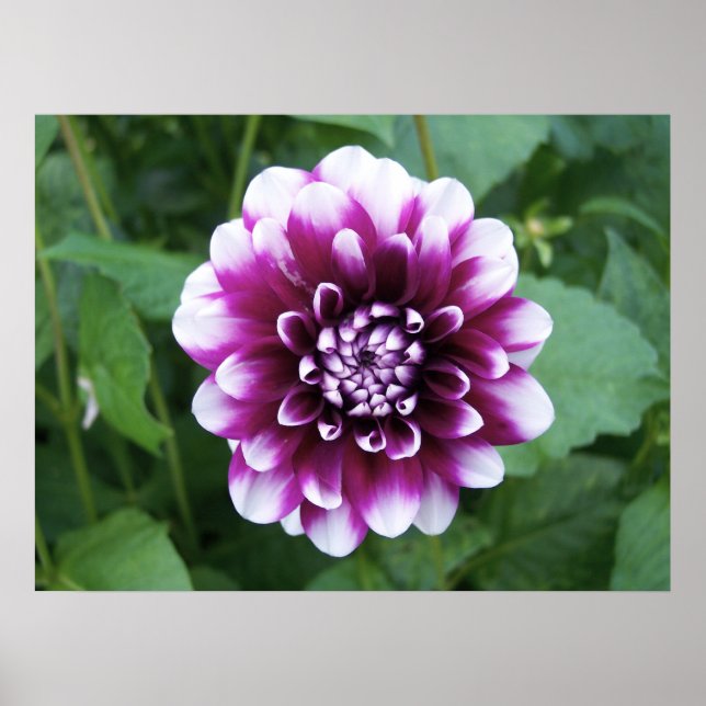 Poster Dahlia violet blanc (Devant)