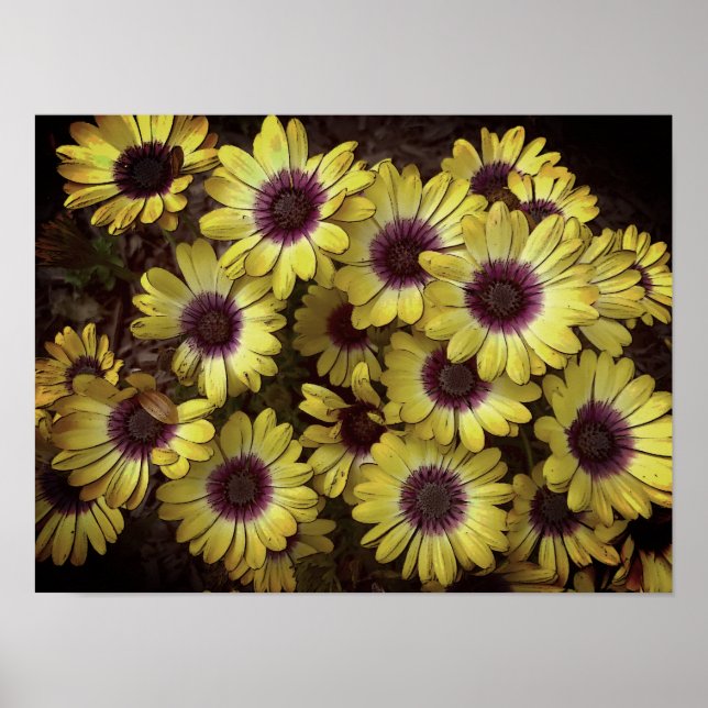 Poster - Daisies (Devant)