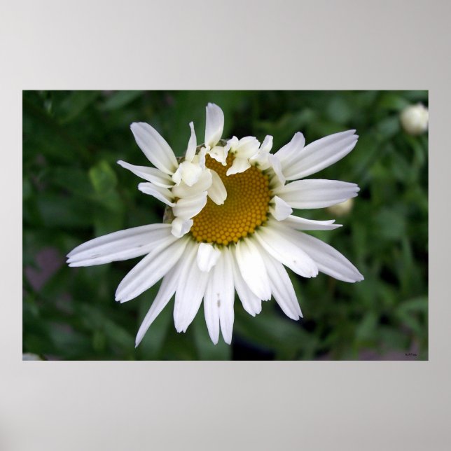 Poster Daisy Daisies Photos Closeups (Devant)