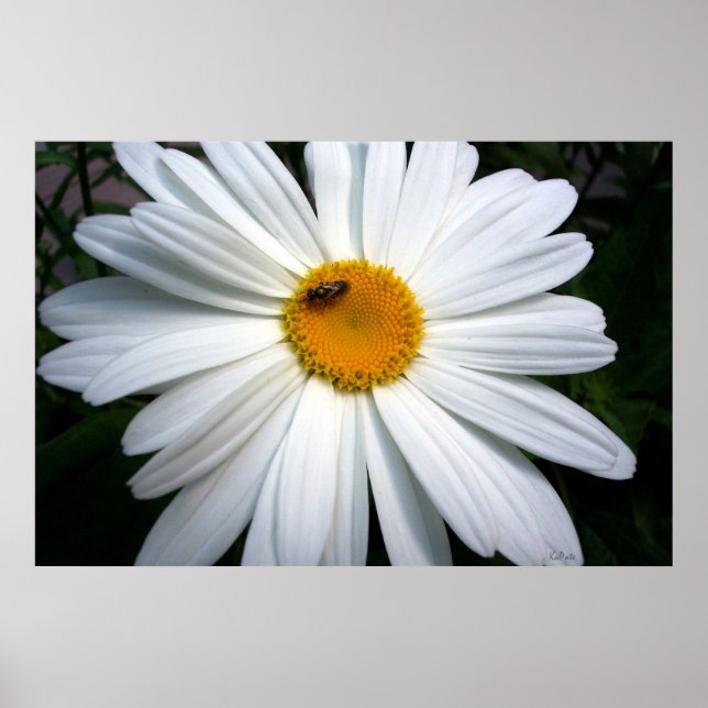 Poster Daisy et l'abeille (Devant)
