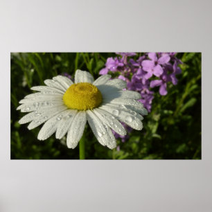 Poster Daisy et lilas d'été botanique