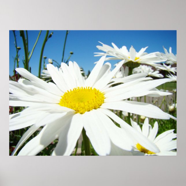 Poster Daisy Flowers estampes blanc Faisies bleu ciel (Devant)