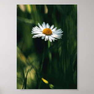Poster Daisy - image de haute qualité