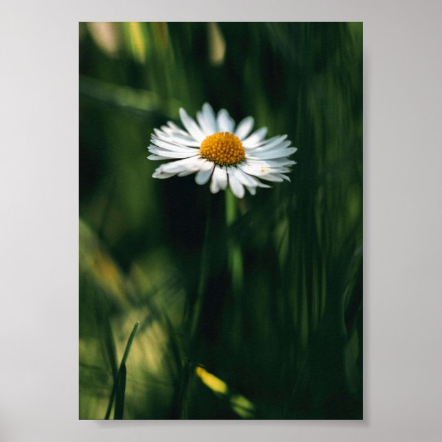 Poster Daisy - image de haute qualité (Devant)