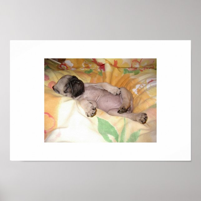 Poster Daizzzy (Devant)