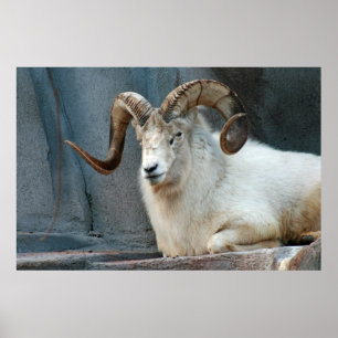 Poster Dall Sheep