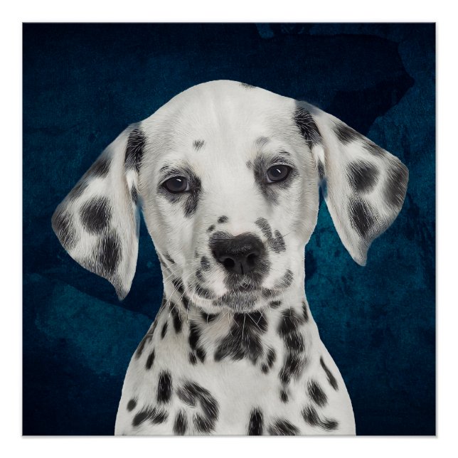 Poster Dalmatien (Devant)