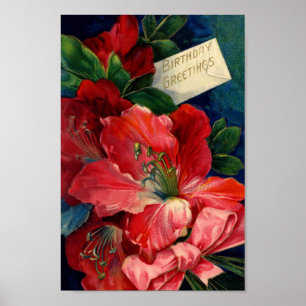 Poster d'Amaryllis