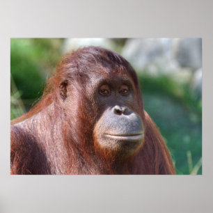 Poster Dame Orangoutan