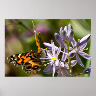 Poster d'American Lady Butterfly Wild Hyacinth