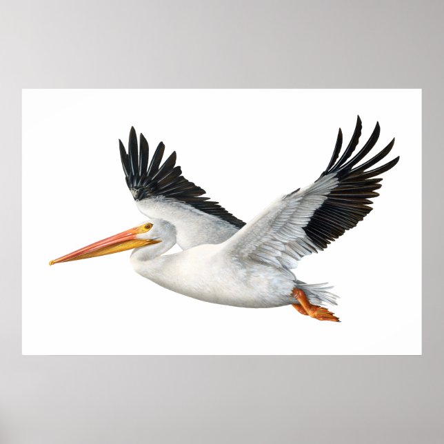 Poster d'American White Pelican en vol (Devant)